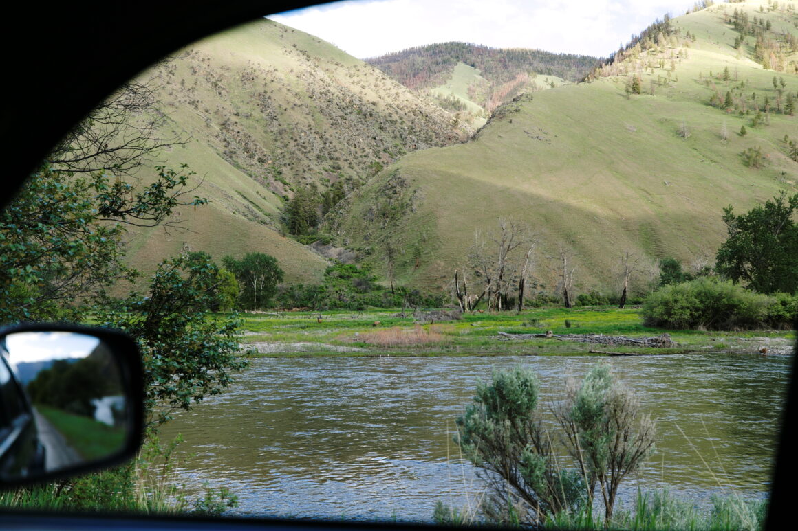 Elk on a river island. Photo: Matthew Shane Brown