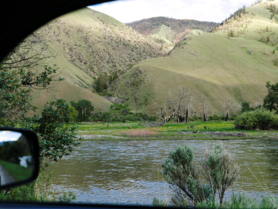 Elk on a river island. Photo: Matthew Shane Brown